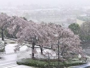 127d「満開の桜と吹雪」