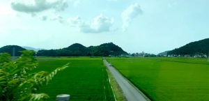新幹線から関ヶ原の辺り田んぼの緑が一面に広がるところ、いつ見ても気持ちがイイ。